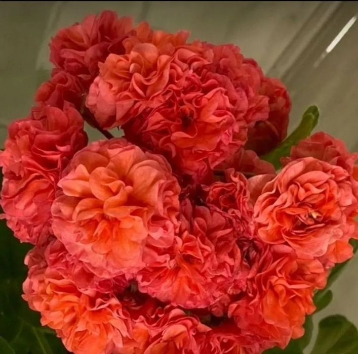 Сортовые пеларгонии