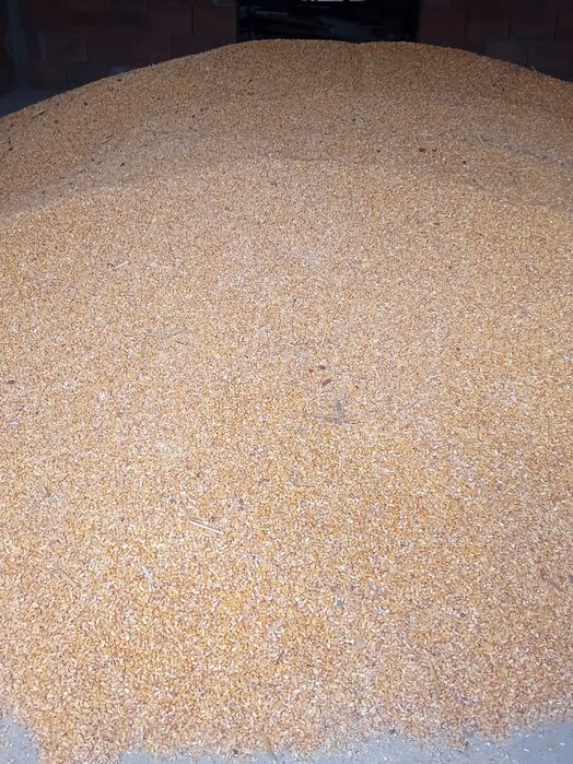 Vand porumb de calitate suprioara