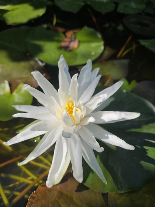 Кувшинка, водная лилия (нимфеи сортовые)