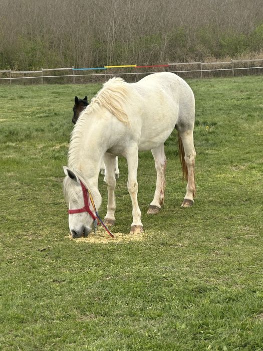 Vand sau schimb 2 iepe gestante