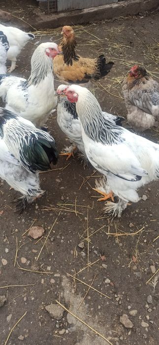 Cocoși brahman 2024/2025