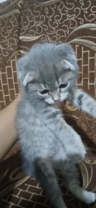 Срочно продам котят скоттиш фолд