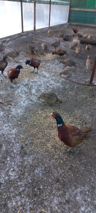 Фазан  охотничий