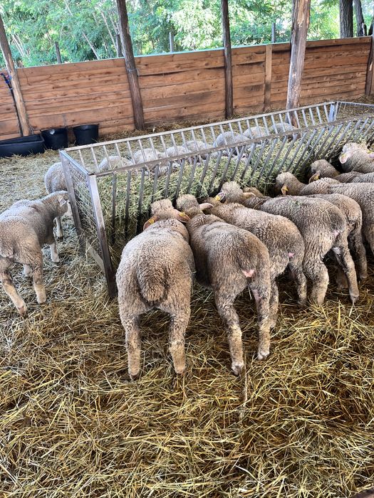 Vand miei rasa ile de france