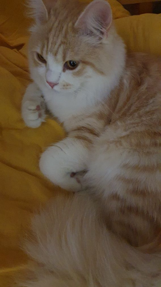 Отдам кота в добрые руки