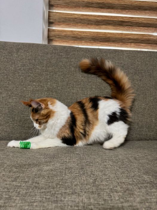 Fetita maine coon felisa autorizata cu pedigree