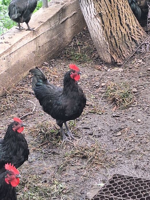 Vând cocoși austrolorp  2025