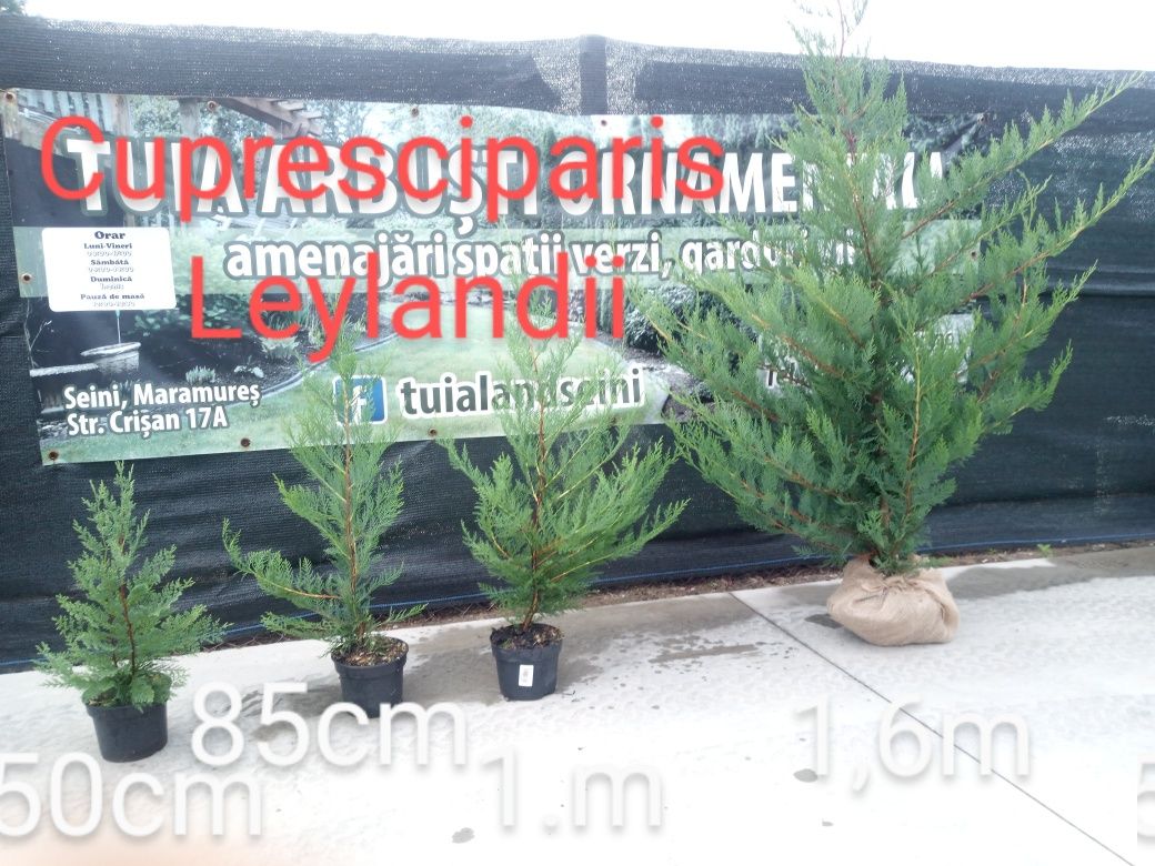 Chiparos Leylandii (gard viu)