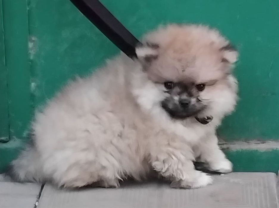 Щенок немецкого шпица