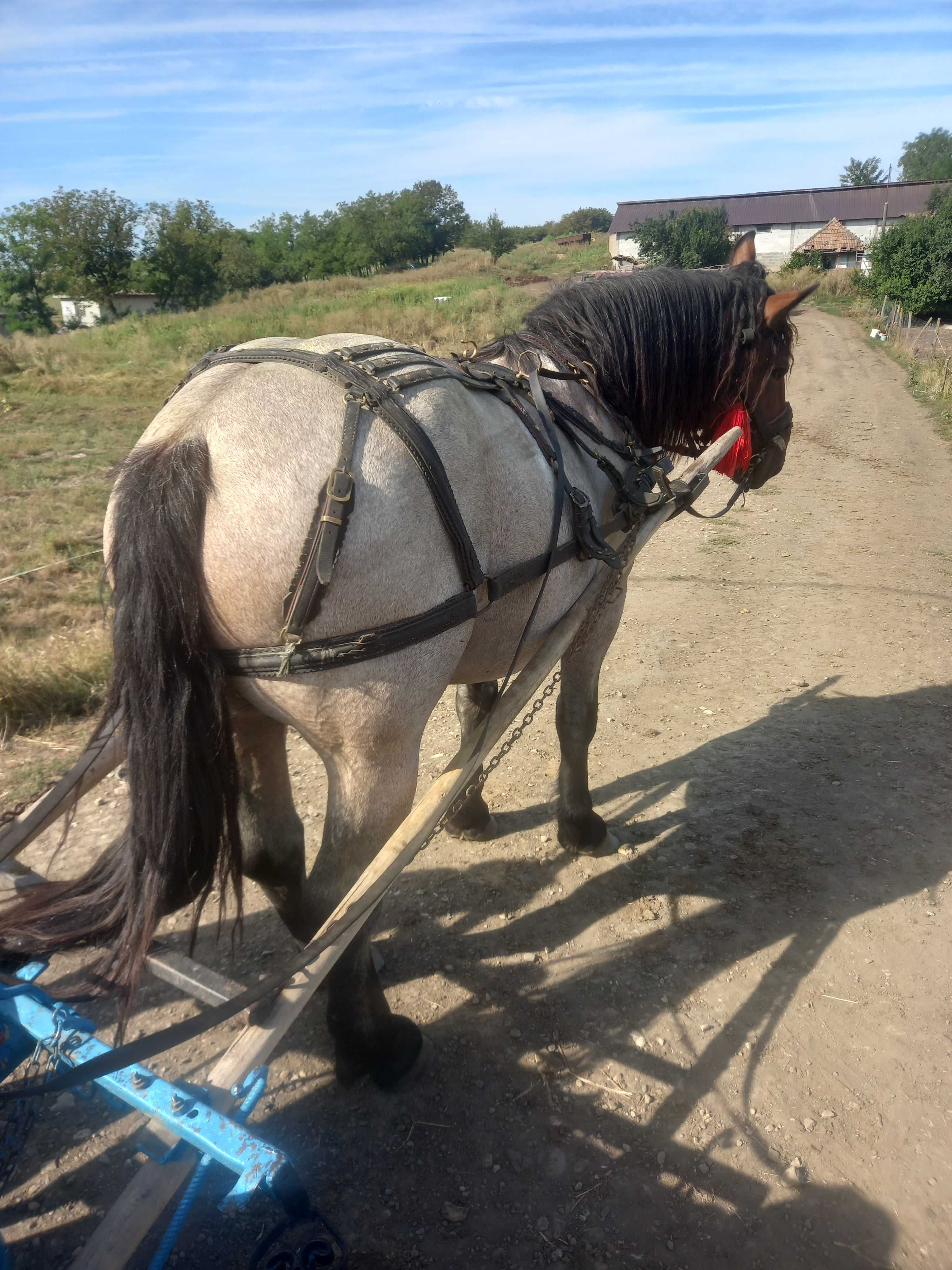 Vand cal de 2 ani castrat