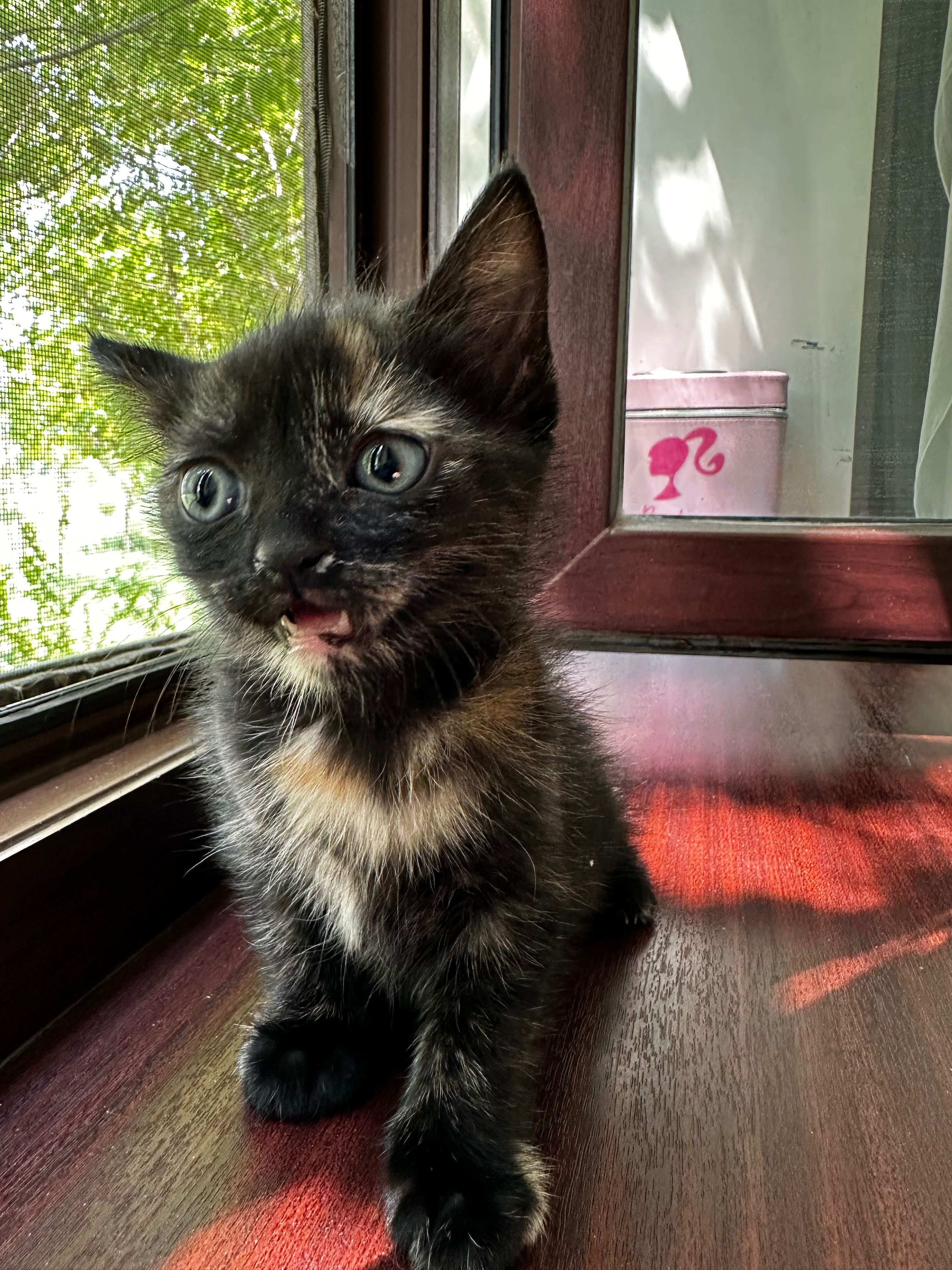 Отдам в добрые руки котенка