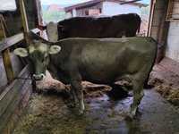 Vaca bruna de Maramureș