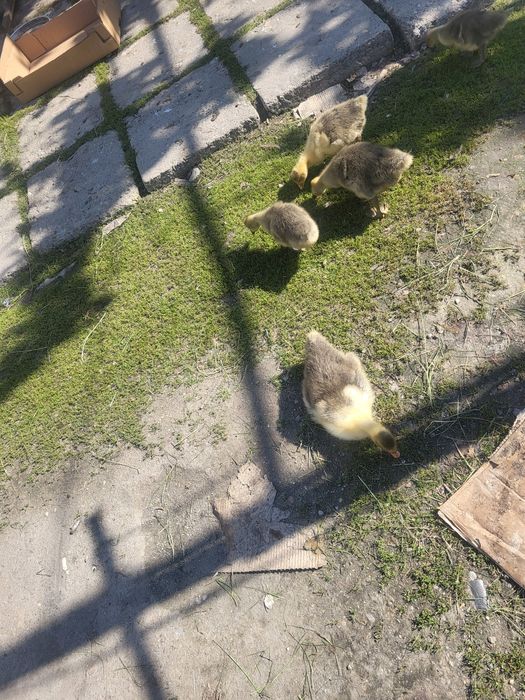 Vând gaste tinere de taiat sau de tinut