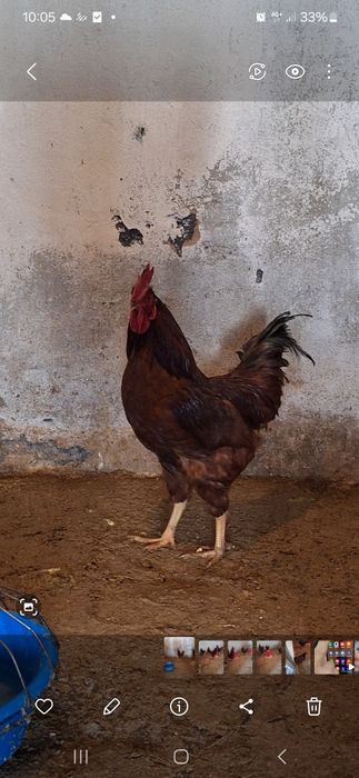 Петухи молодые 7 месяцев