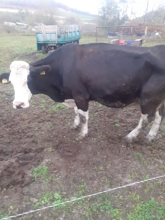 vând vaca de abator
