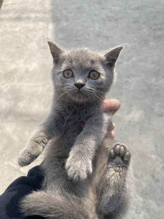 Skotish strayt 2 oyli bir o’gil bir qiz sotiladi