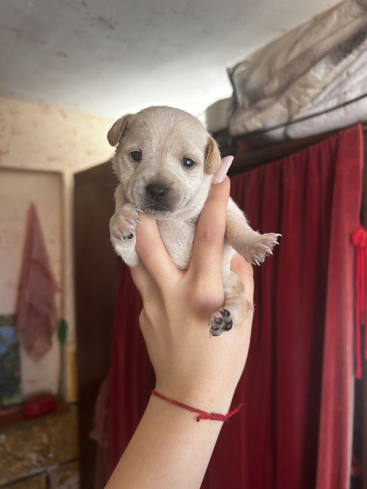 ПОДАРЯВАМ кучета 2 женски 2 мъжки