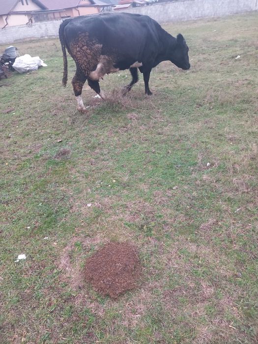 Vând doua vaci bălțate