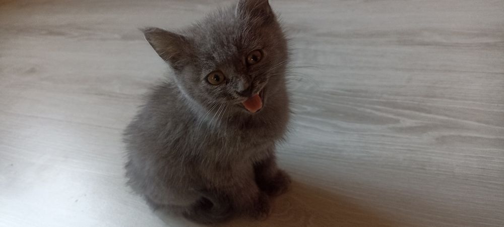 6 oylik britanskiy mushukcha (qiz) sotiladi!
Sog‘lom, toza, mehribon v