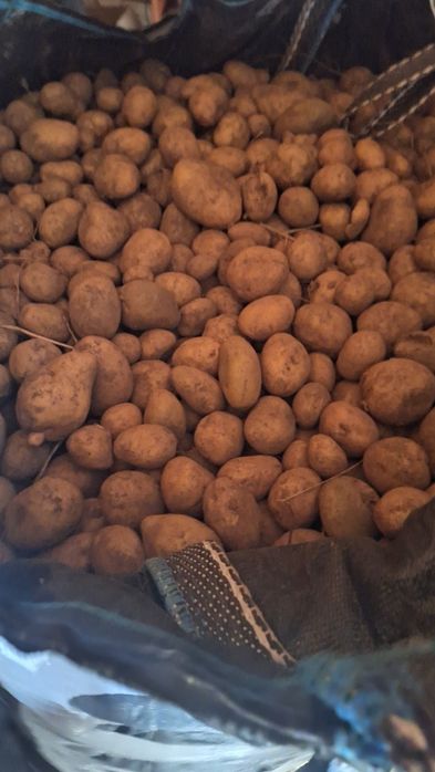 Vând cartofi albi nesortati 0.80