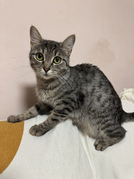 Кошка возраст 1,5 года