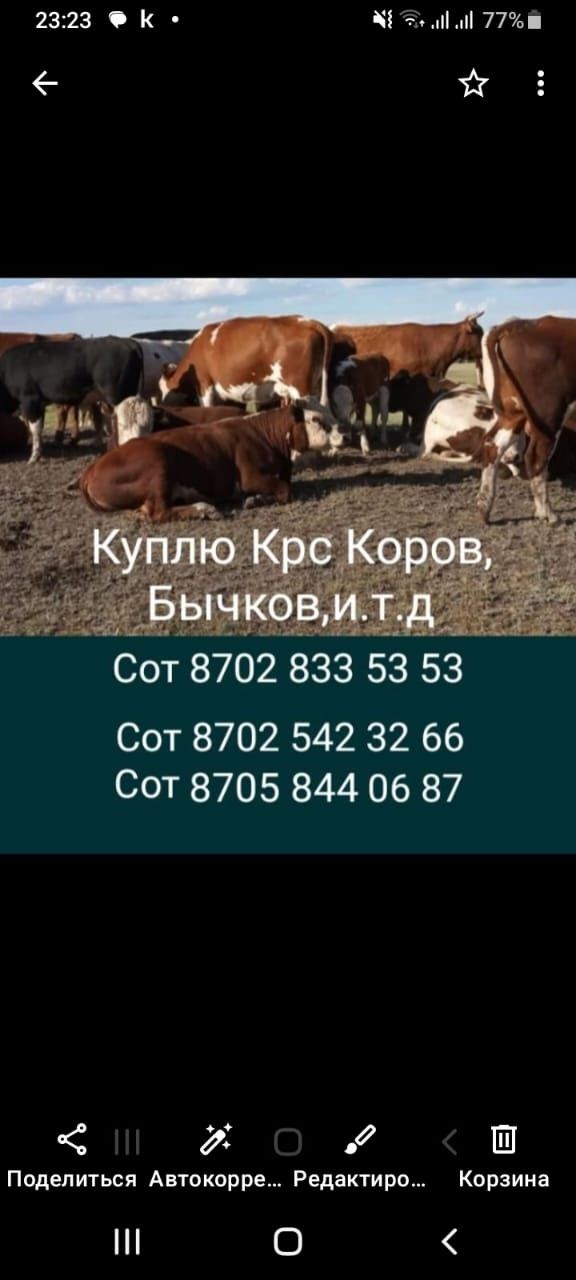 Закупаем Коров Бычкв.и.т.д