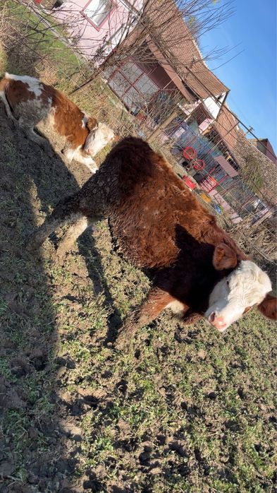 De Vanzare 2 Vitele …