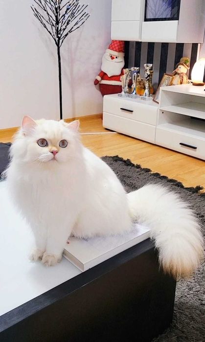 British Longhair baiat superb pedigree