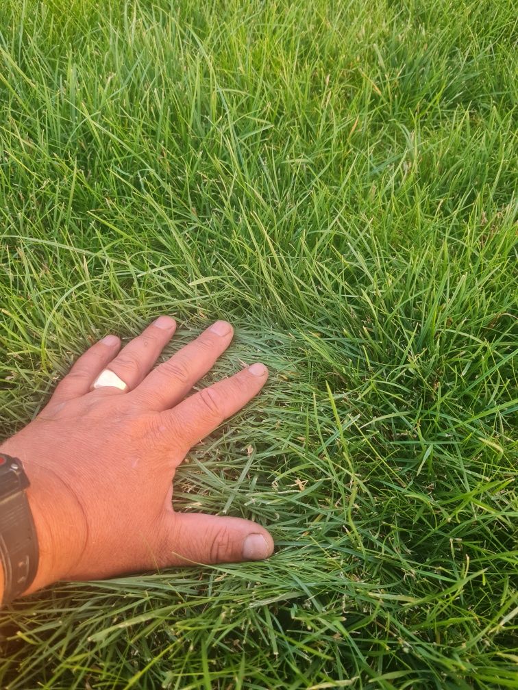 Газон рулонный газонная трава дерн