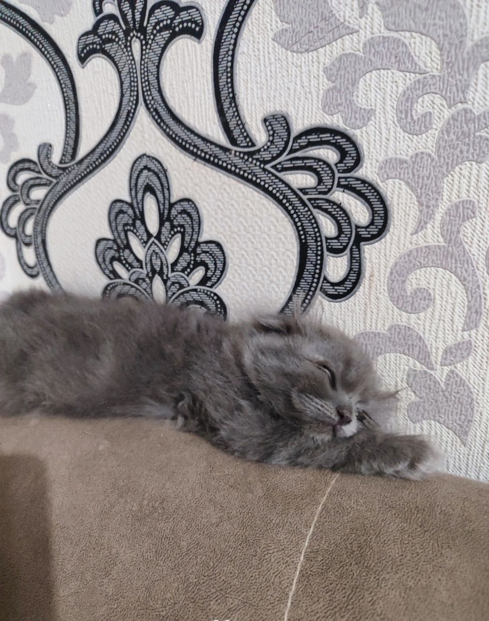 Шотландский выслоухий