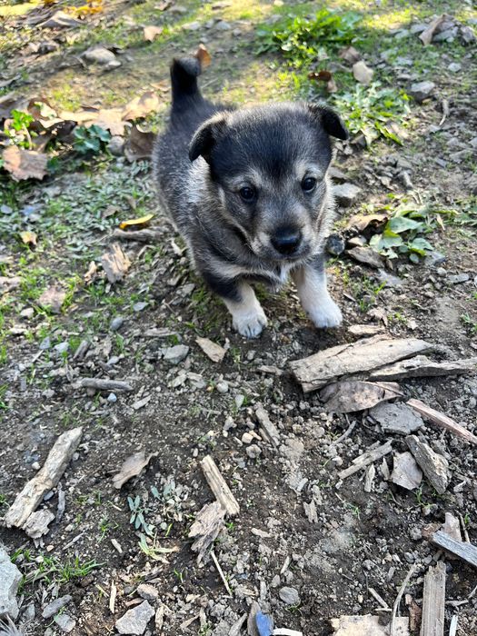 Подарявам три малки кученца на 1 месец