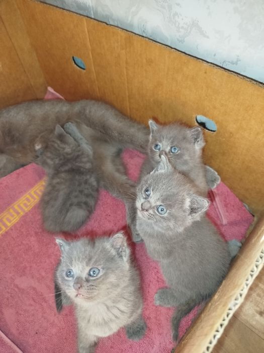 Продаются котята скоттиш страйт