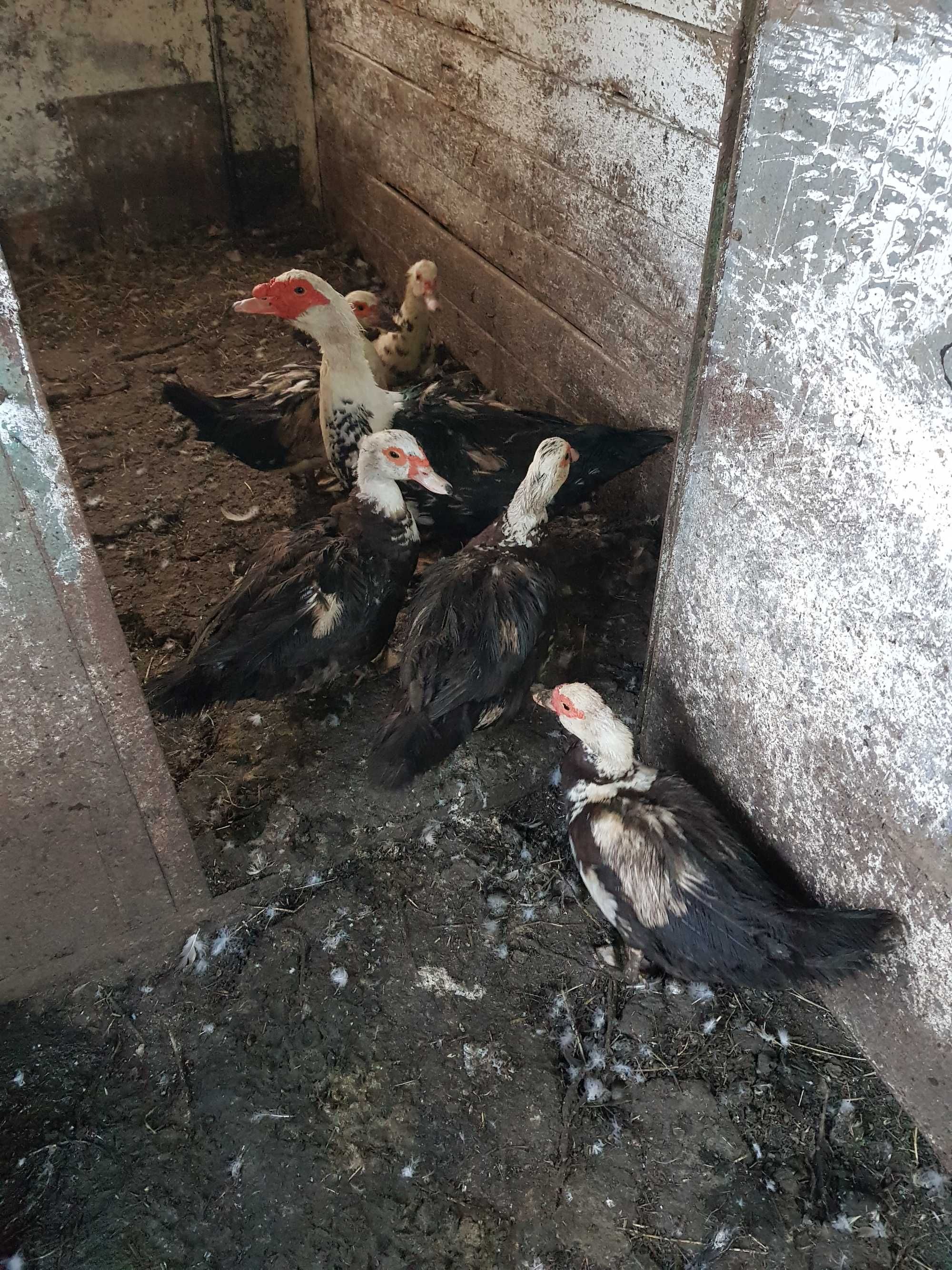 Продавам неми патици