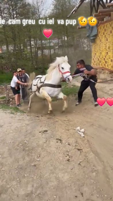 Vând.cal castrat forte cuminte ac cert or ce proba 9 .pe10 ani