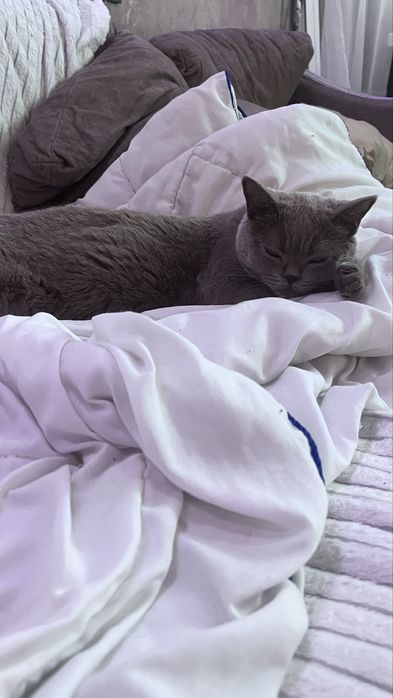 Кошечка ищет кота для вызки , кошечка породы британки . Ищим котика .