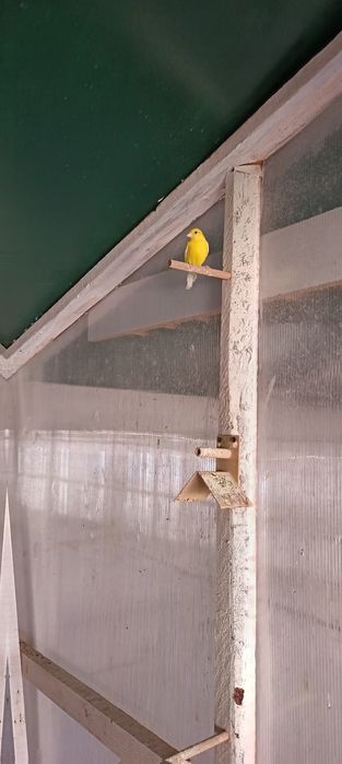 Canari razza spaniola