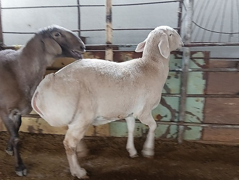 Afĝon qõy sotiladi