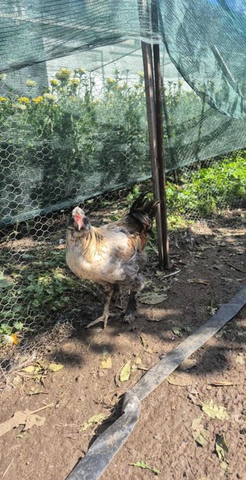 Cocosi motati disponibili