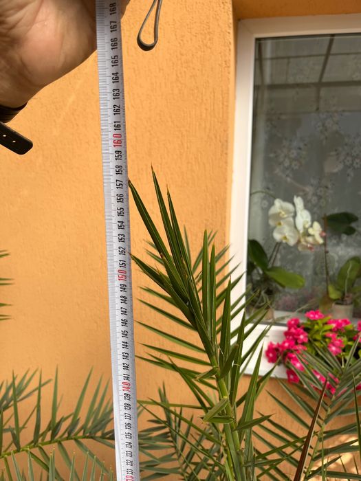 Vănd Palmieri 160 cm - ideal pentru terasă - grădina.
