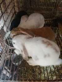 Зайци на 2 месеца