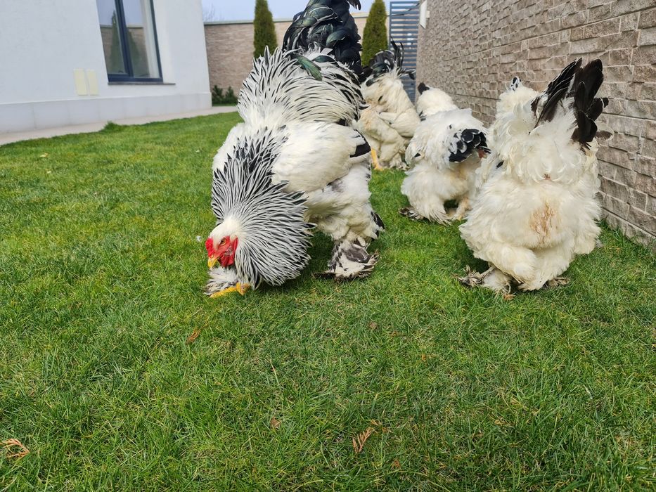 Puișori BRAHMA pe 17 culori. TRIMIT IN TARA!