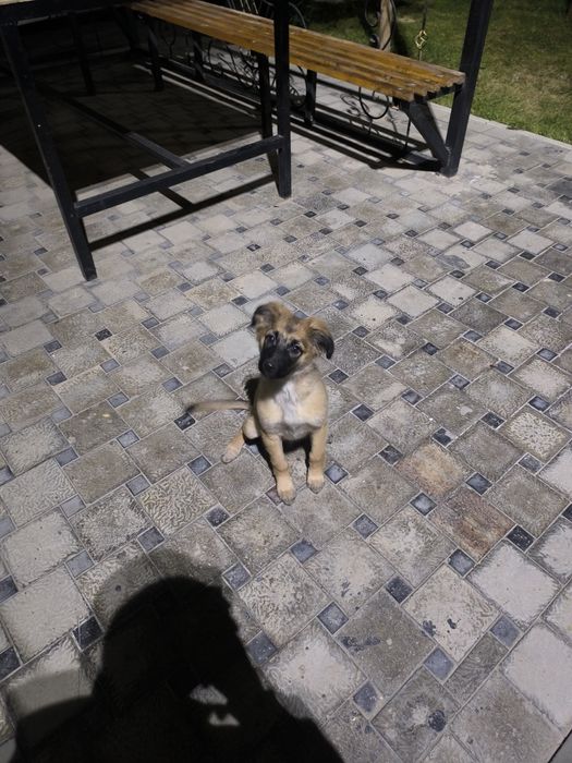 Помогите найти щенку дом