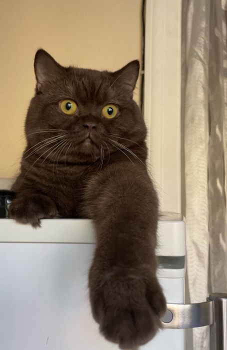 Кот на вязку!/ Nasl olish uchun