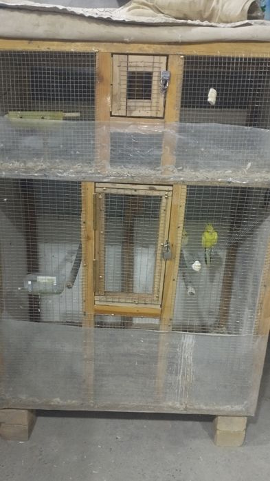 Nerazdushkala sotiladi (qafasam)