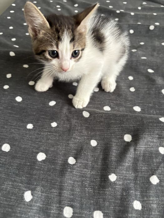 Ofer spre adoptie pui de pisica