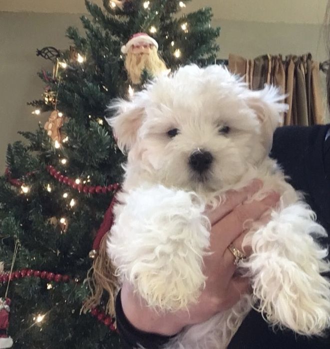 Bichon maltez superb