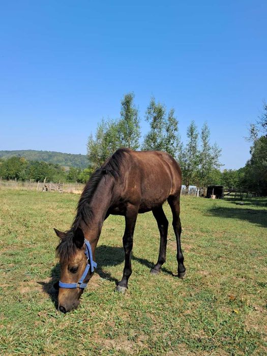 Mânză neagră, 5-6 luni, blândă