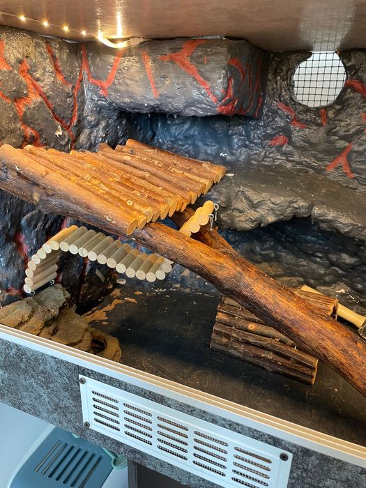 TERARIU Agama cu barba