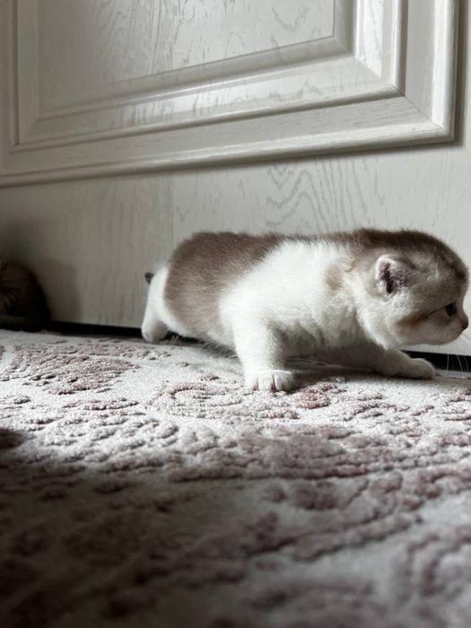 Котята 1 месяц пародистые