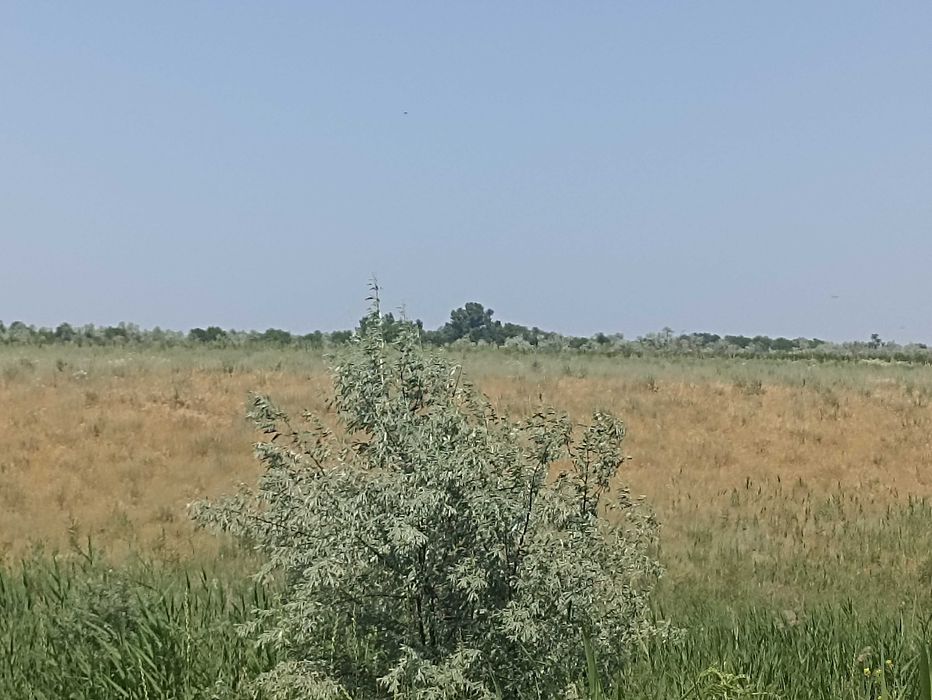 Продам участок в Байсерке, 50 соток. Целевое назначение:КХ